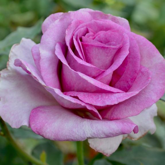 Roses Nursery Melbourne Rose Plants Delivery Melbourne All Green